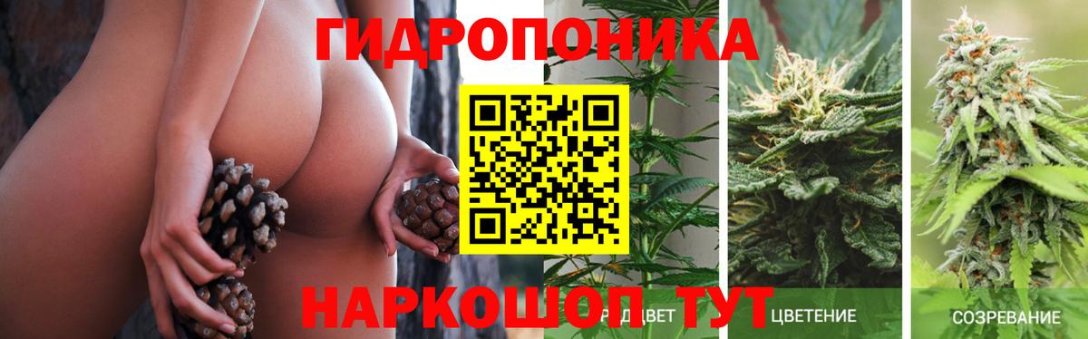 МАРИХУАНА семена Кызыл